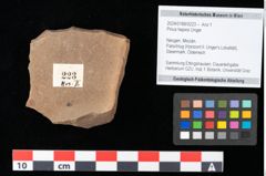 Foto (Objekt + Etikett) von Pinus hepios Unger (NHMW-GEO-2024-0188-0223)